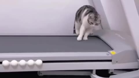 Funny animals 2023😆 - Funniest Cats and Dogs Video🐕🐈