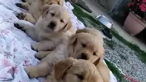 Small puppy fun