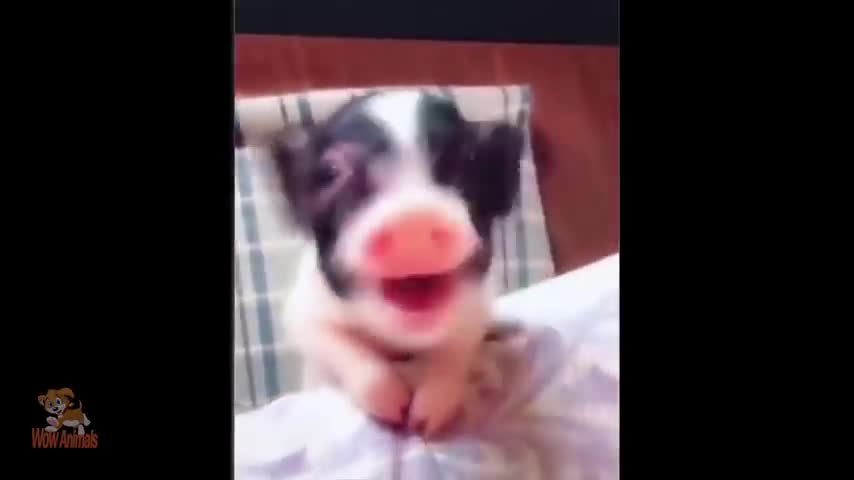 Funny and Cute Piggy