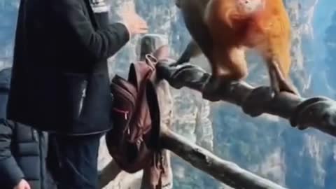 Monkey funny slapped a man