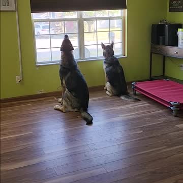 Dog's missing me (like his mom did)