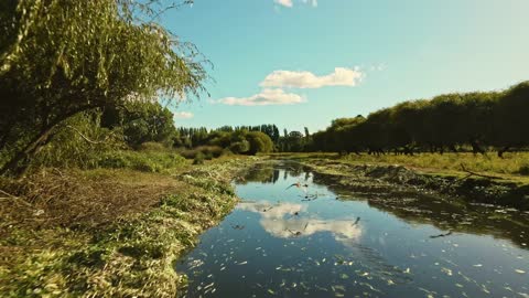 Footage from a walk in the wild forest