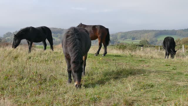 A group of wild horses