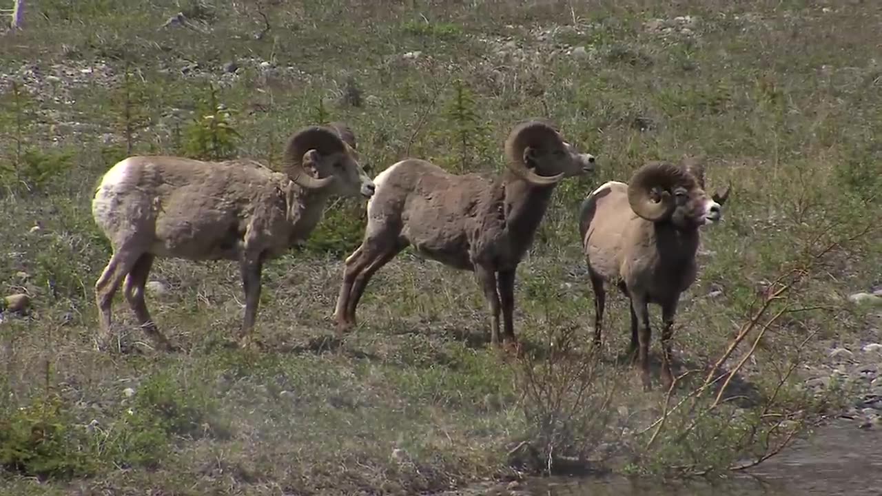 The Ultimate Canadian Wildlife Documentary_ Grizzly Bears, Moose, Elk and More in the the Rockies