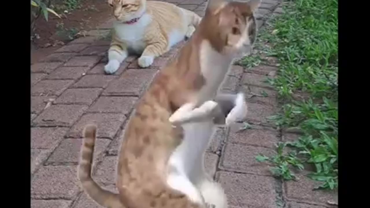 Cat 😸 dancing