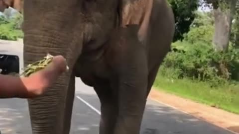 Elephant collects Tax from Human