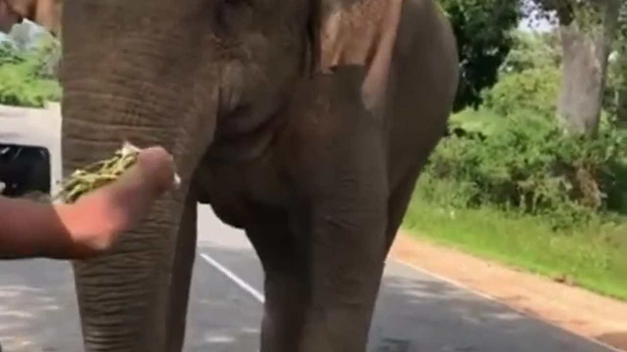 Elephant collects Tax from Human