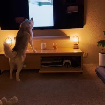 I want my Husky TV