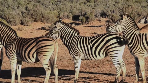 Zebra-Walking-In The wildeme