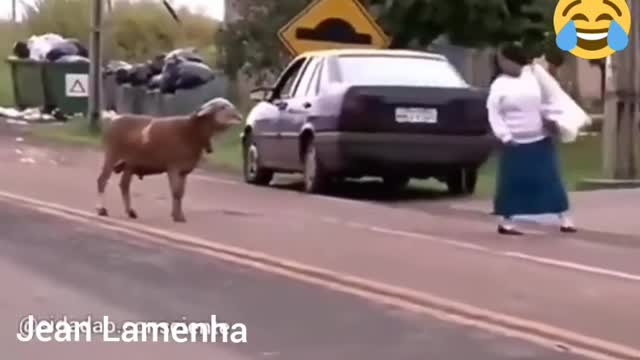 Video engraรงado. A prefeitura cobrou dos bode pra ajudar dira os pessoal das ruas. ๐๐๐๐