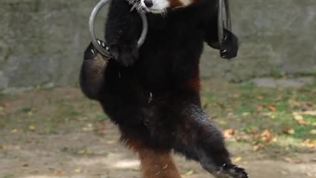 The red panda