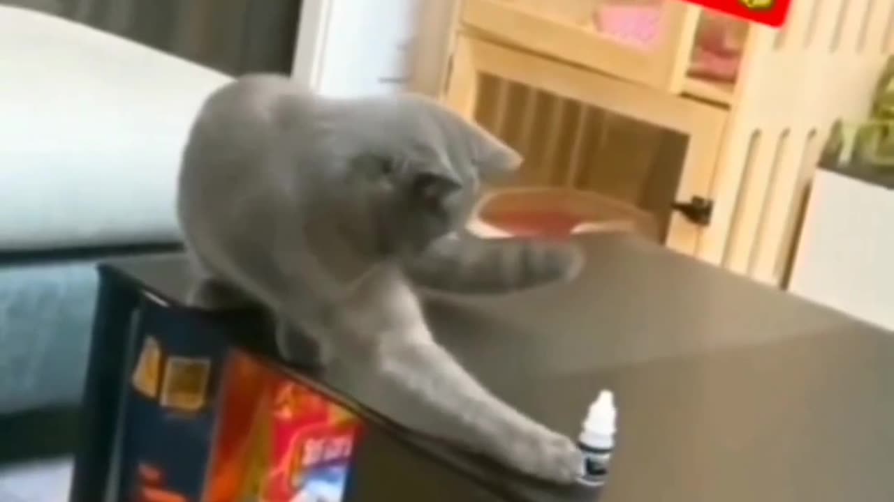 Catπ€ͺπ€ͺπ€ͺπππ