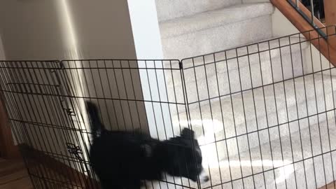 Puppy Outsmarts Owner