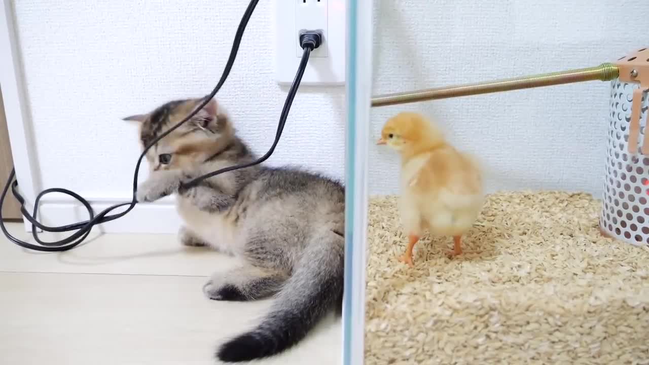 The kitten met the chicks