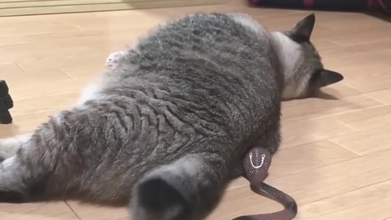 A snake that eats a cat