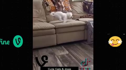 Funny animal
