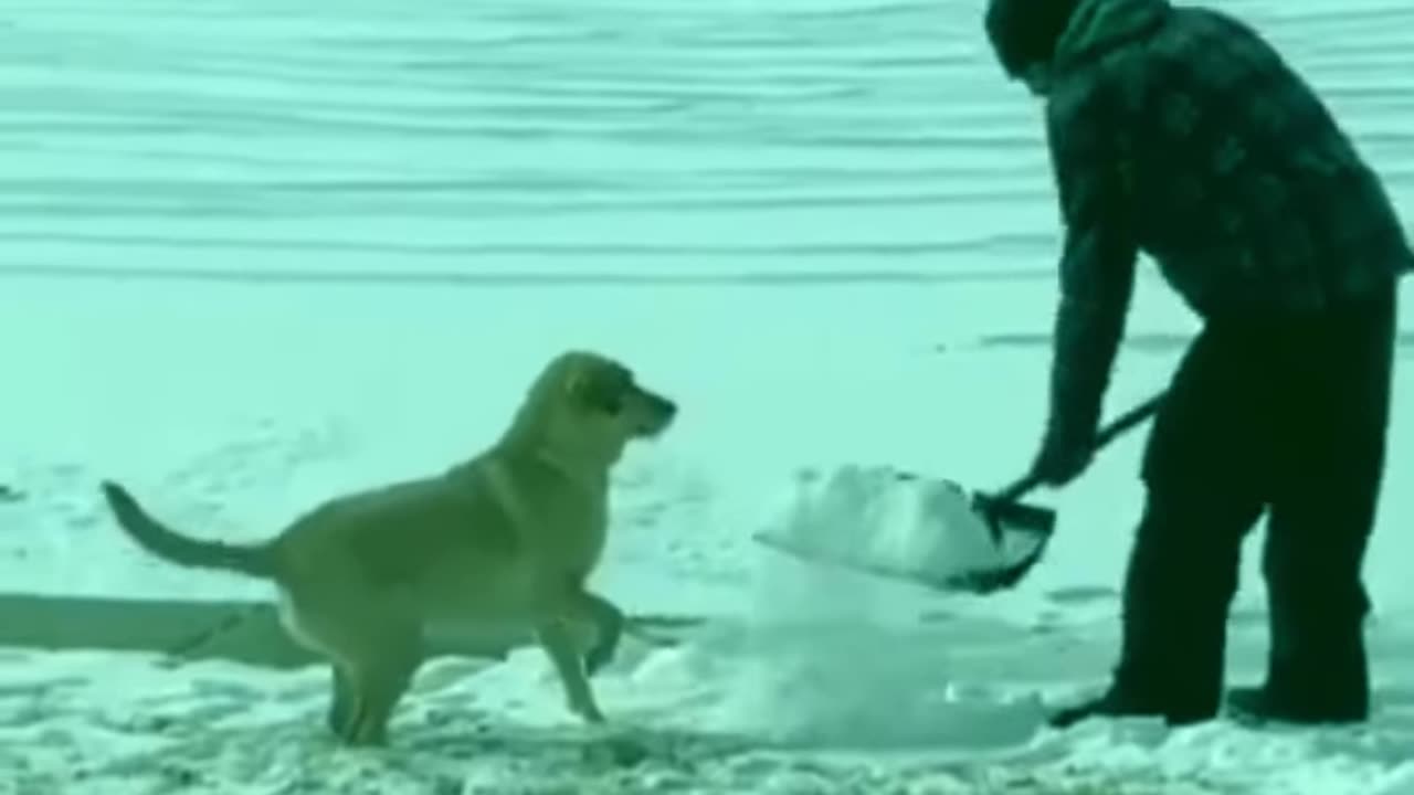 Funny dog