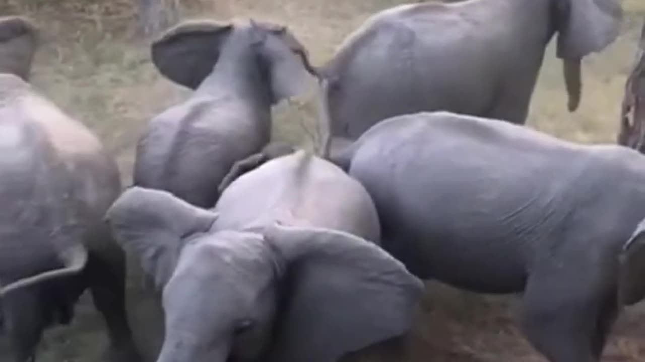 "Unbreakable Bonds: Remarkable Video of Elephants Shielding Their Calves from Ferocious Warthogs"