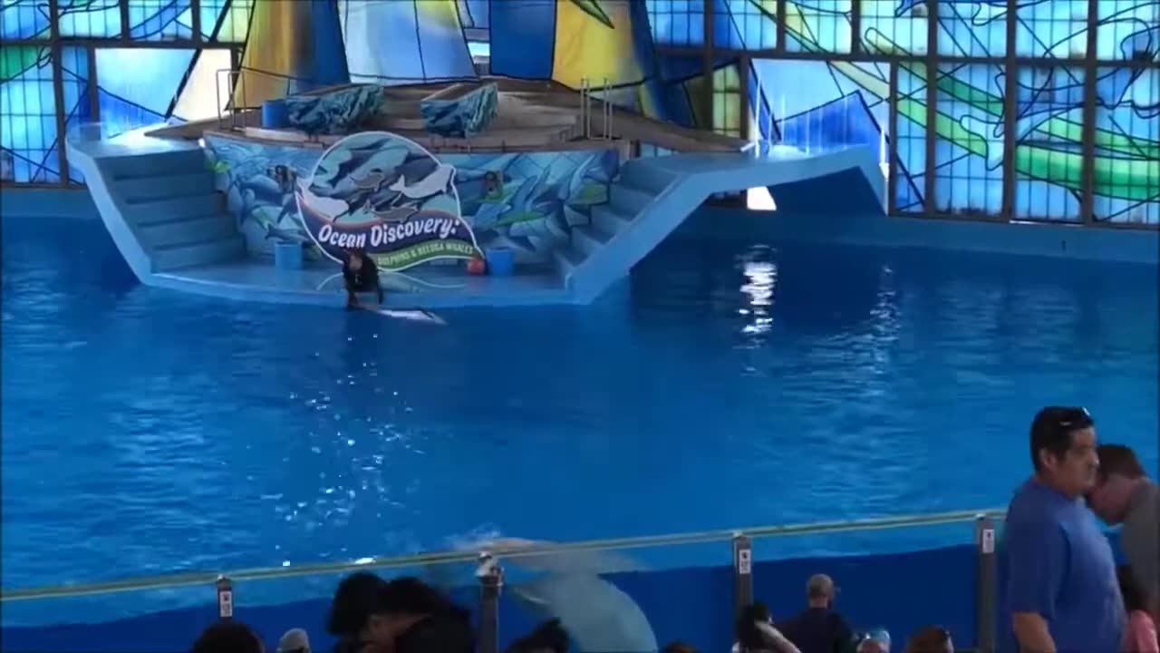 SEA WORLD ! SAN ANTONIO OCEAN DISCOVERY ! FULL SHOW !!!!!