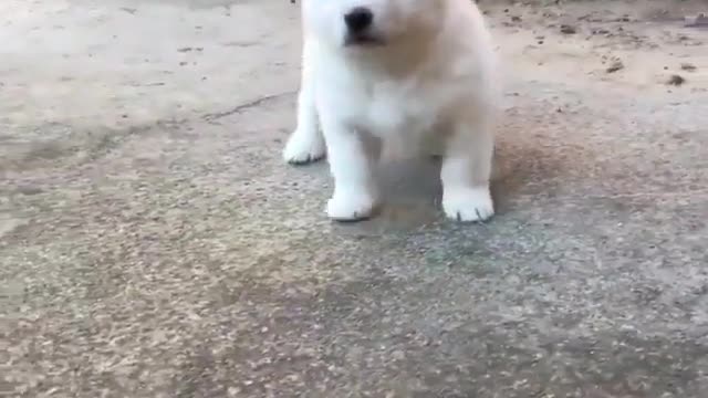 Jogging puppies, look at you so happy