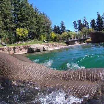 Elephants are awesome