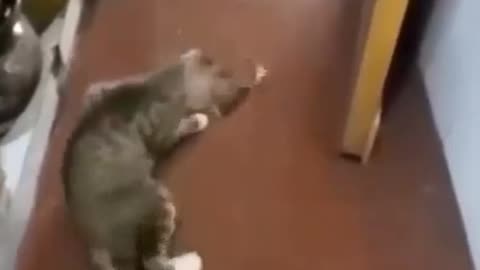 Tom and Jerry in the real life