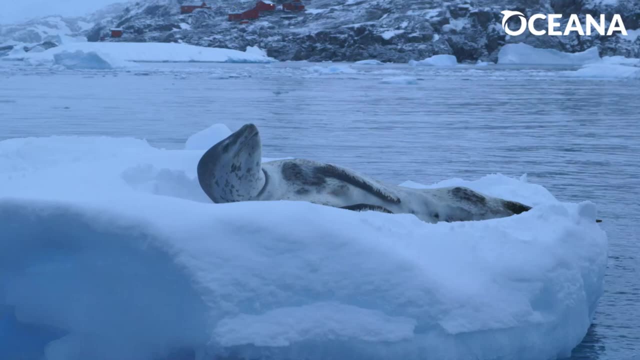 Leopard seal🙀🙀||its TIME TO KNOW🙋|| fun fact about leopard seals