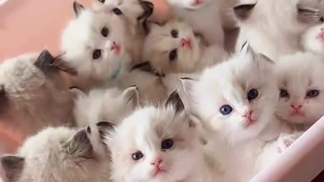 Cat/ baby cat/ cat baby/ soweet baby/