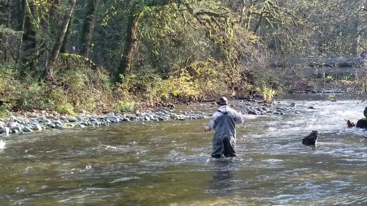 Salmon run Spearfishing Victoria, British Columbia, Canada