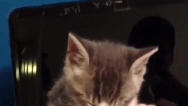 The cat that can't wake up
