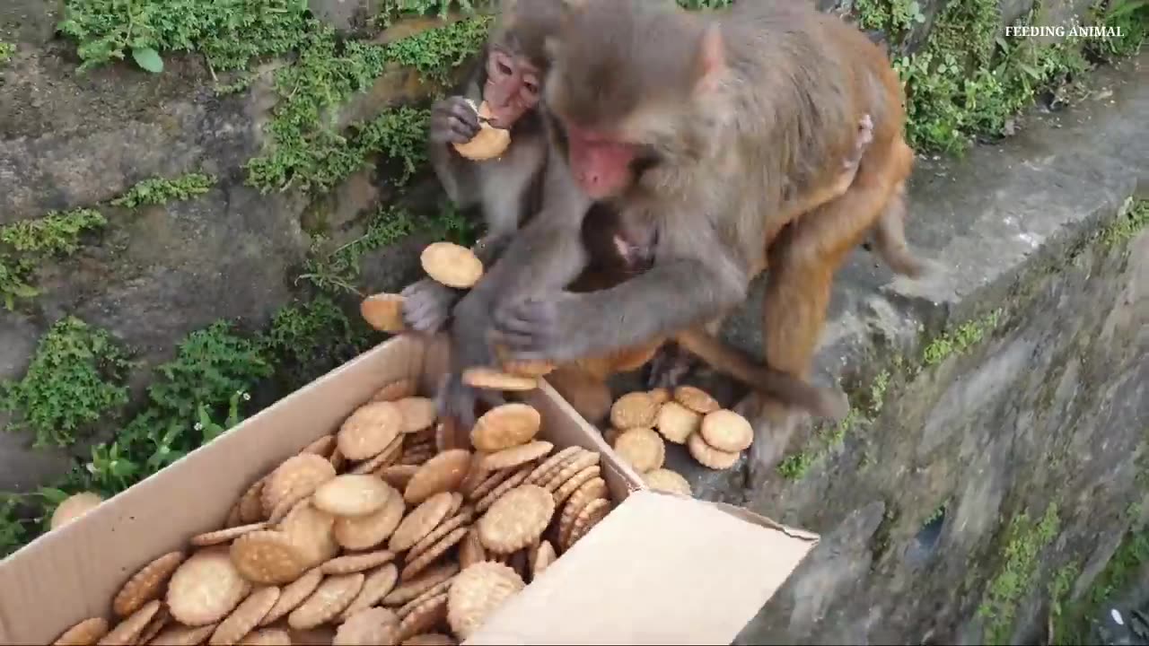 Monkeys sharing