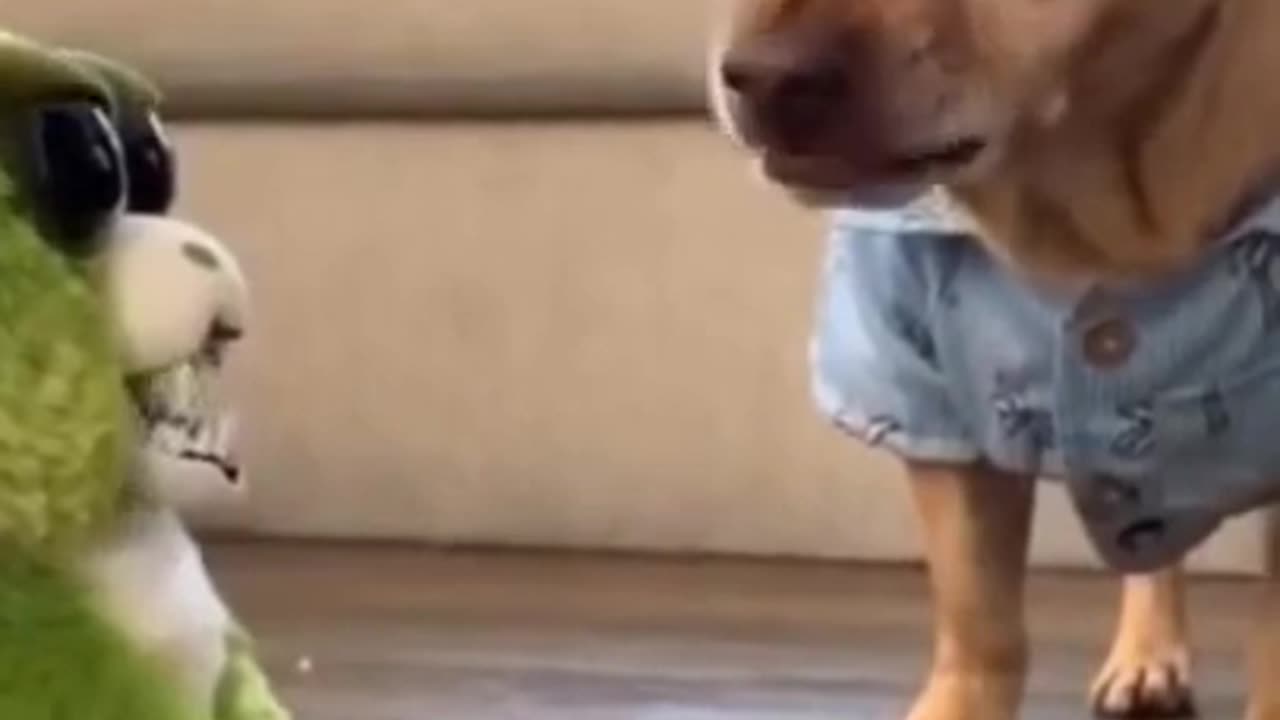 Cute Dog 🤣🤣 funny video