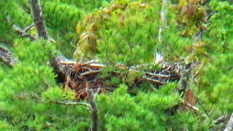 Eagle Nest