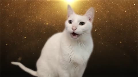 Despacito - Cats version