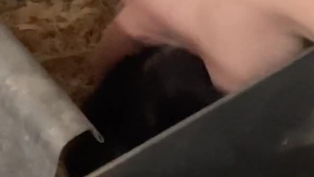 cute bunny
