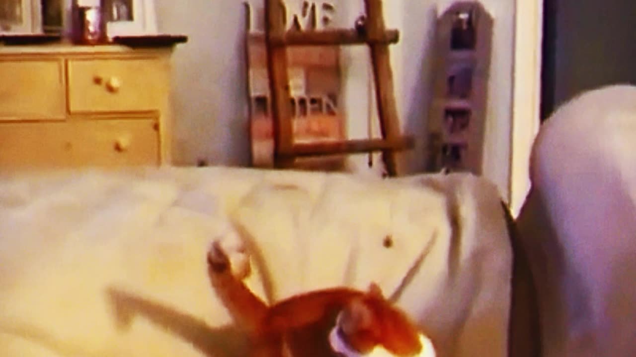 COMPILATION WITH THE FUNNIEST PETS