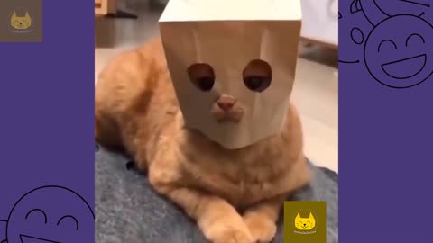 #9 Funny Cat Videos Compilation that will make your day