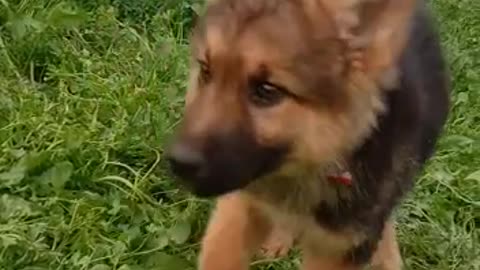 GSD Puppy Dog 🐕 Video