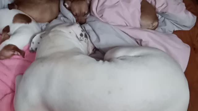 My litte babies and my giant baby sleeping so peacefully.