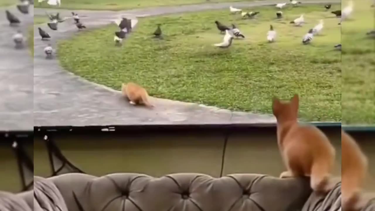 The crazy cat went hunting for pigeons