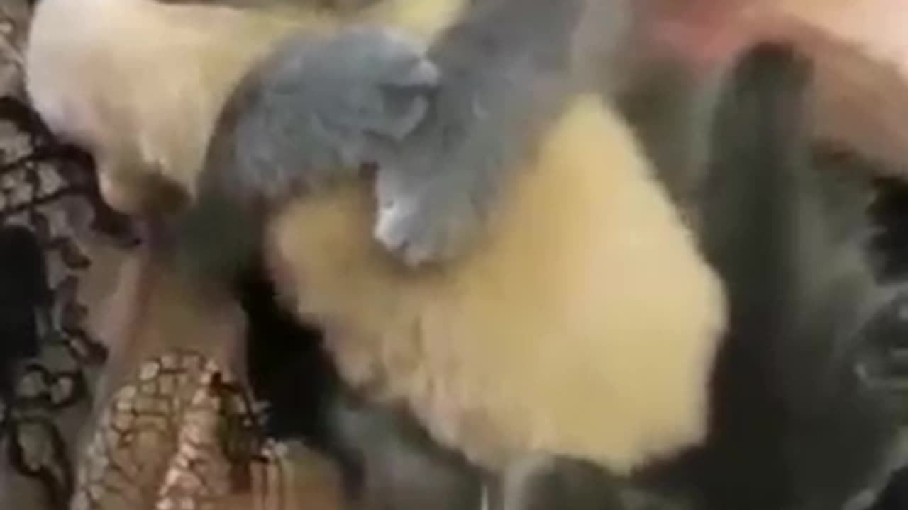 Funny cat