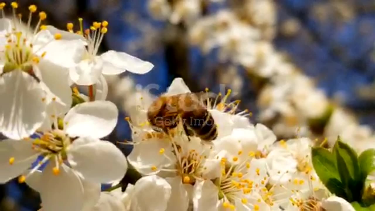 White flower 🌺 video sun shine Top video flower and beautiful flower insects 🐞 flowers