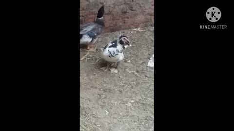 Crazy Birds || You will die of laughter