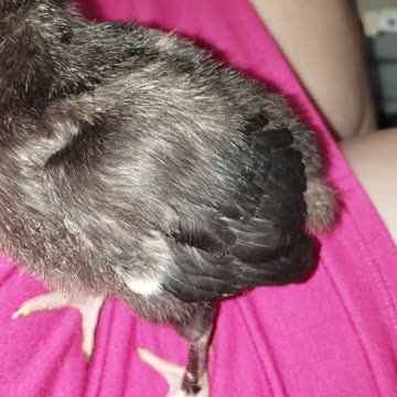 Baby Turkey