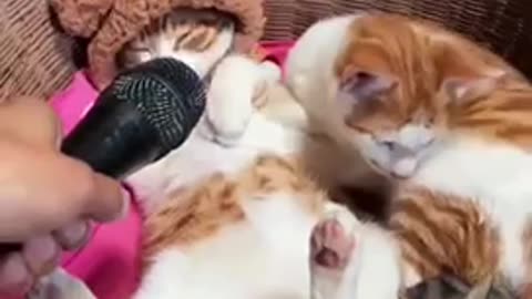 Funny cats