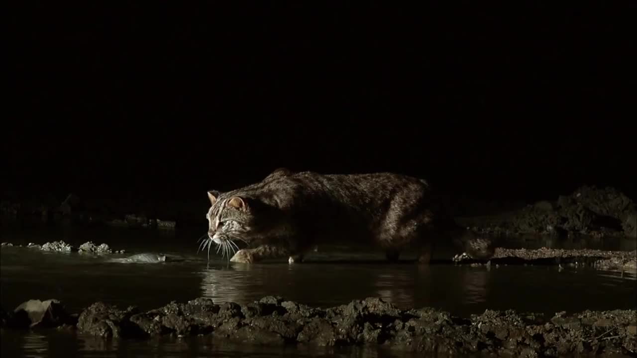 Fishing Cat: The Cat That Hunts Underwater