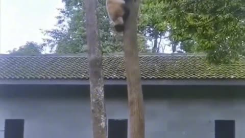 Panda is jumping from the tree