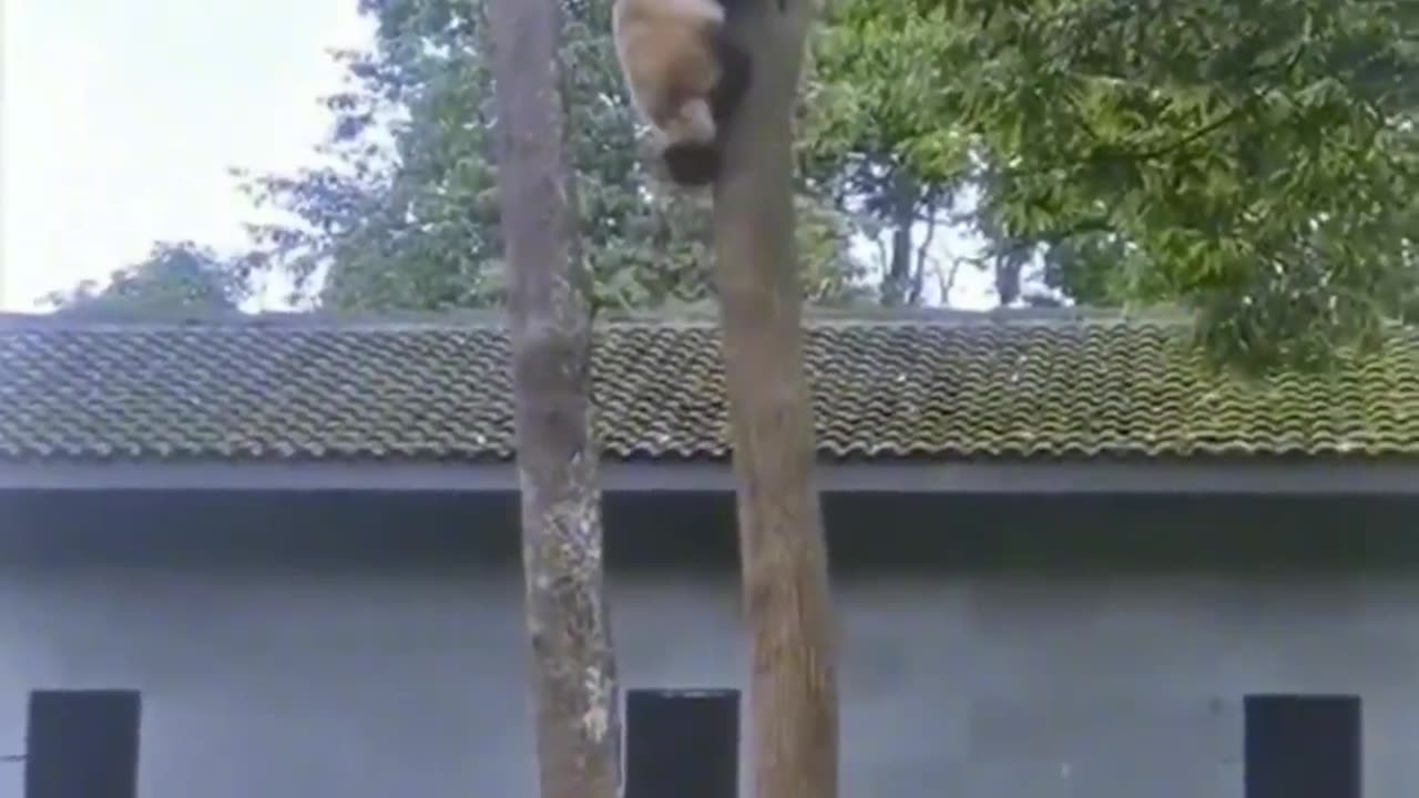 Panda is jumping from the tree