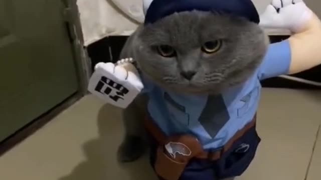 I'm gonna be Sheriff Grey Cat. Don't I look good?