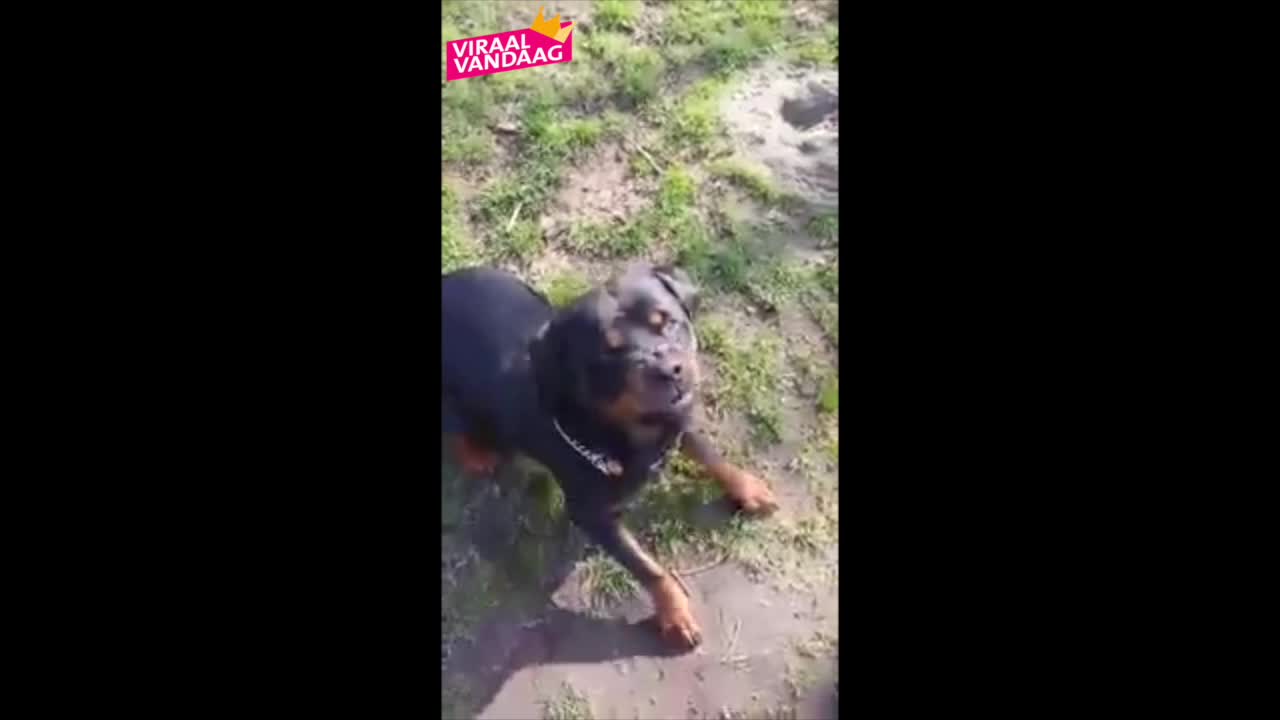 Man traint zijn Rottweiler om Marokkanen aan te vallen